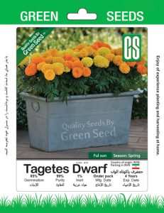 گل جعفری پاکوتاه الوان